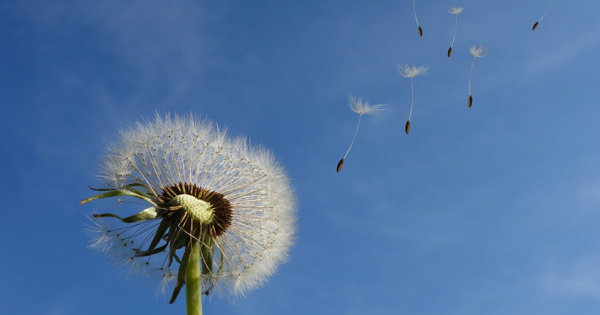 Seeds of Every Ordinary Moment #IamVincent
