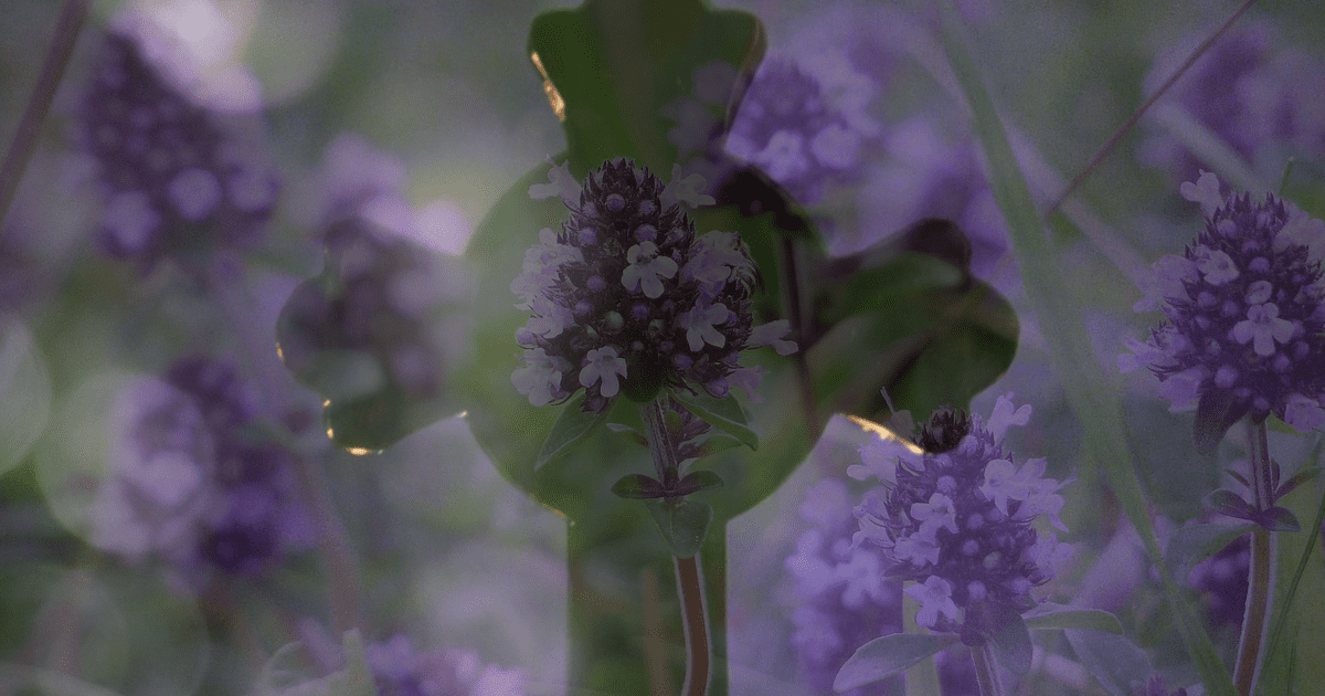 Walking With Mary during Lent: 10 Little Steps