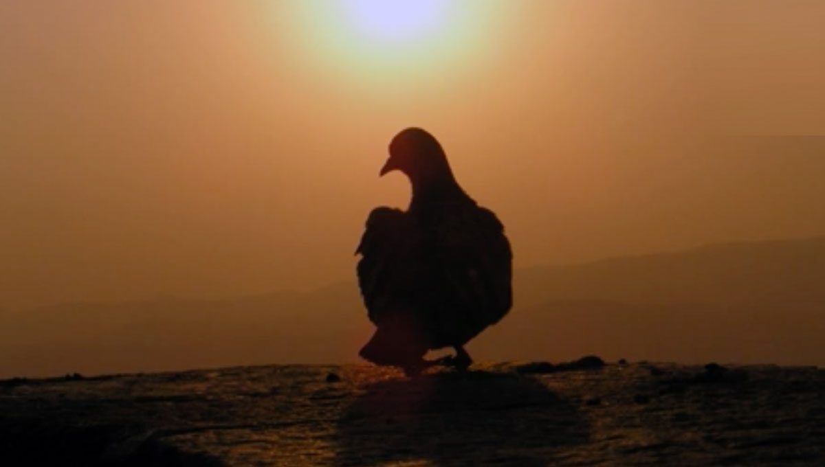 Prince of Peace