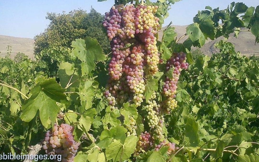 The Laborers in the Vineyard…Matthew 20:1-16