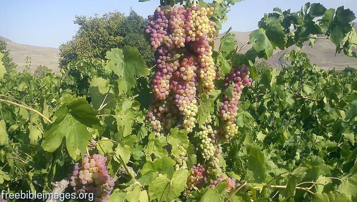 The Laborers in the Vineyard…Matthew 20:1-16