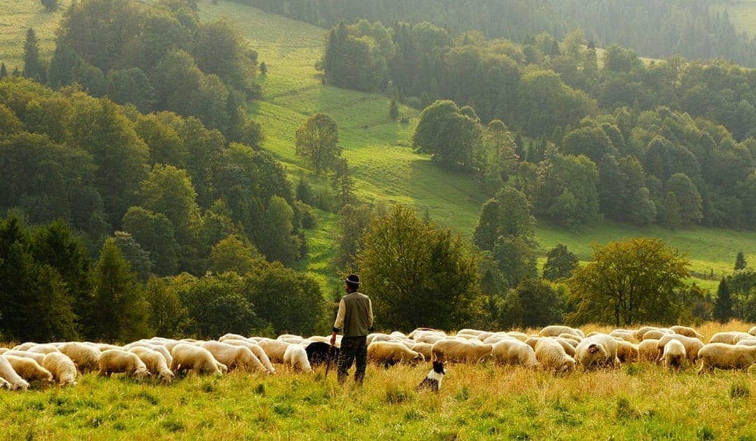 Near-sighted Shepherds