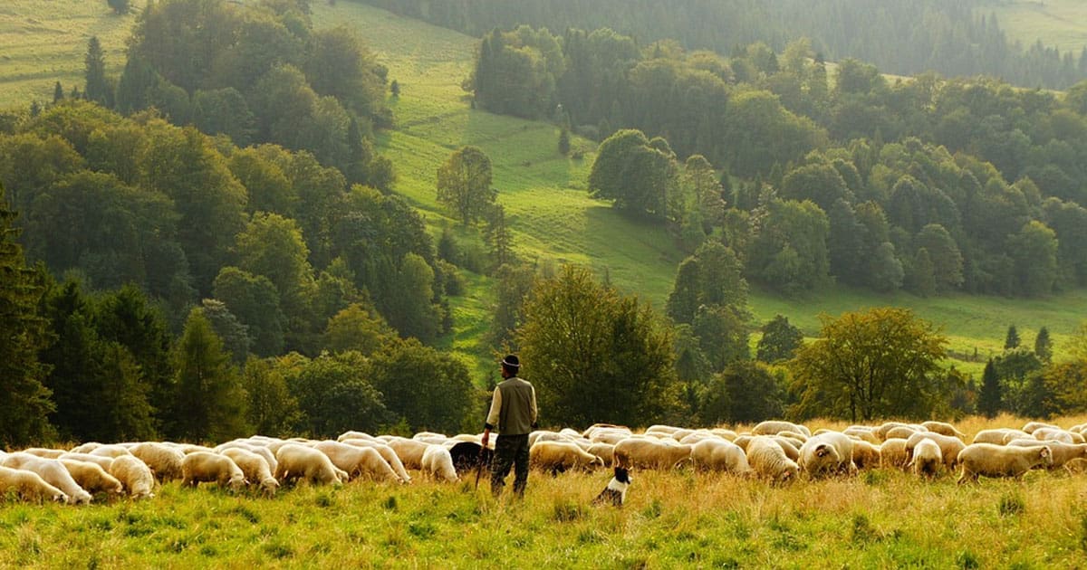 Near-sighted Shepherds