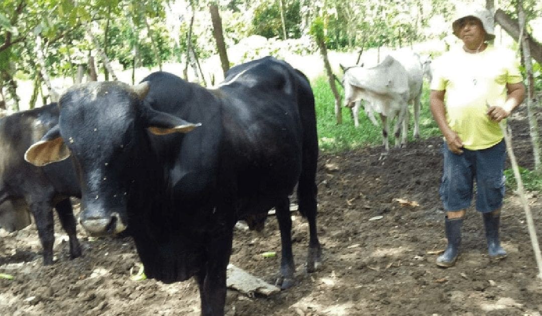 Vincentian Cattle Herd Breeding Project, Costa Rica