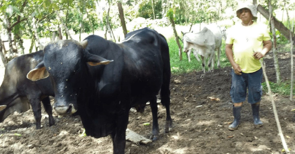 Vincentian Cattle Herd Breeding Project, Costa Rica