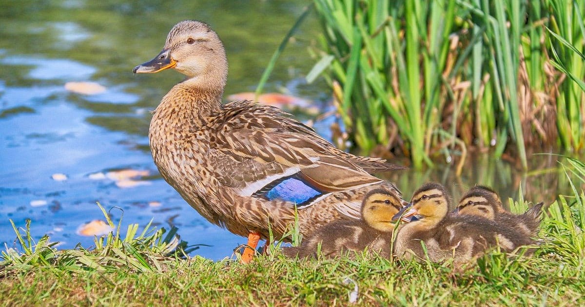 Christ the King and the “Duck Test”