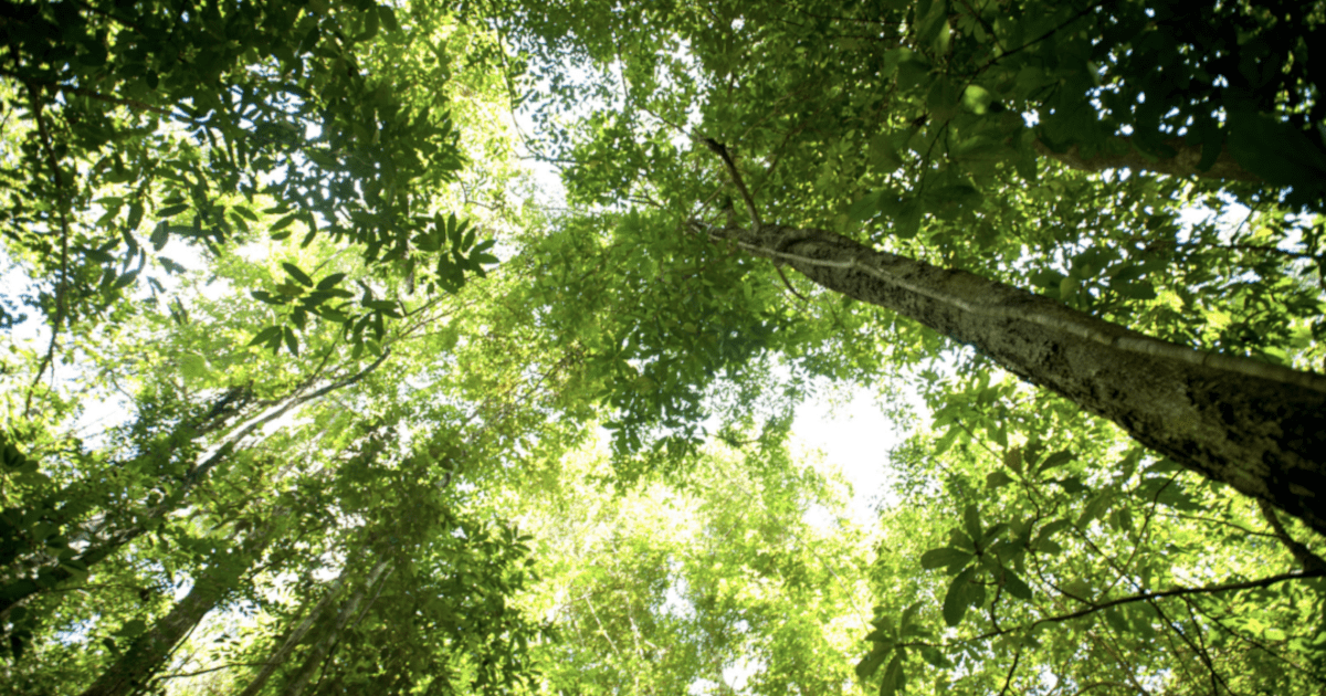 Luke’s Gospel – Trees or Forest?