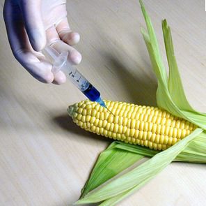 WALMART – Unlabeled genetically modified sweet corn