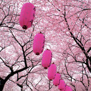 Giappone: “Hanami, un fiore nella tragedia”