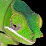 Il camaleonte “rock-star” e altre nuove specie in Madagascar